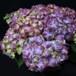 Гортензия Hydrangea Green Lips Purple